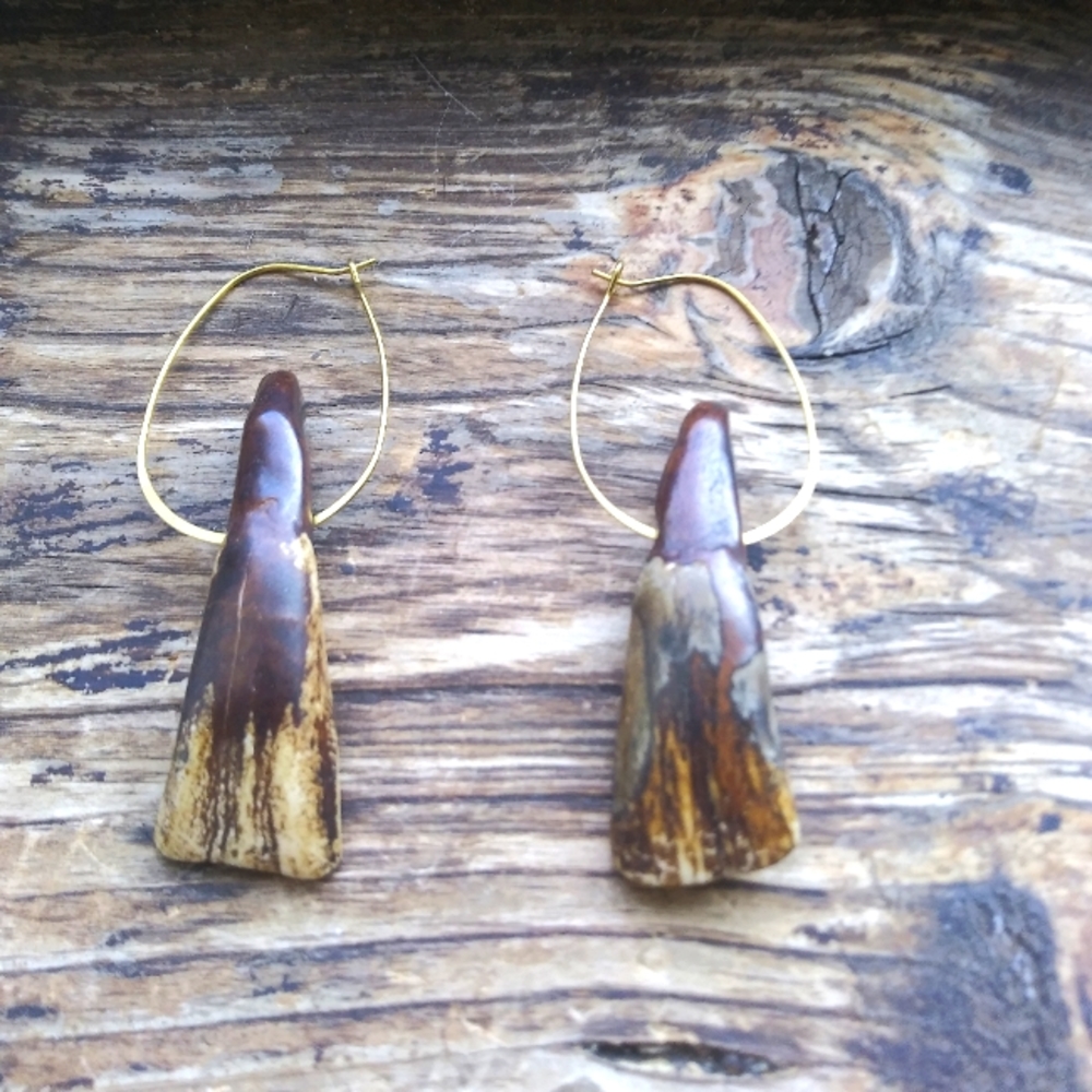 Authentic American Buffalo Teeth on Brass Hoops